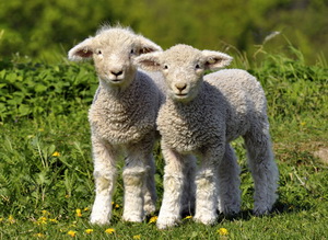 Ingrijirea si hranirea mieilor sugari