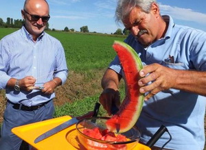 Cum se recolteaza pepenii verzi pentru a fi dulci si crocanti