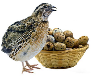 Ouale si carnea de prepelita