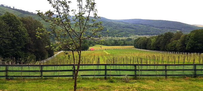 Pepiniera Goji certificata Bio Brasov