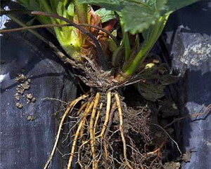 Piticirea capsunului