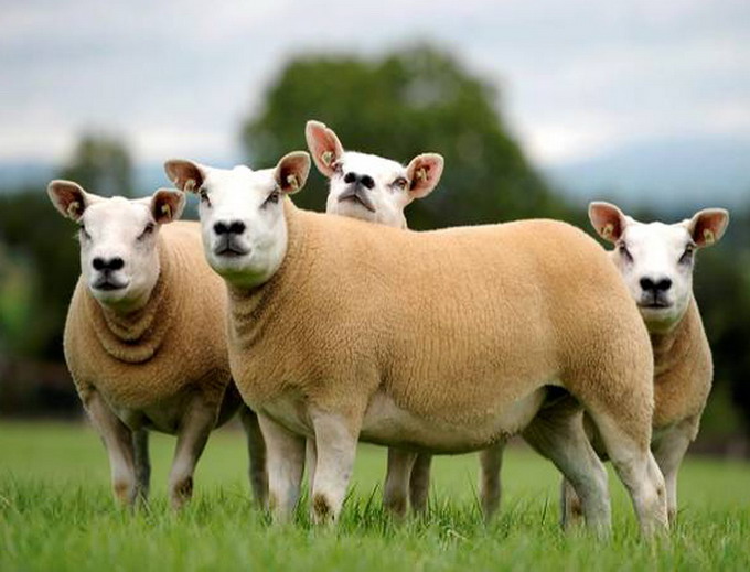 Rasa de ovine Texel