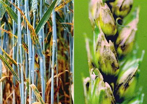 Septoriozele cerealelor paioase - Septoria nodorum