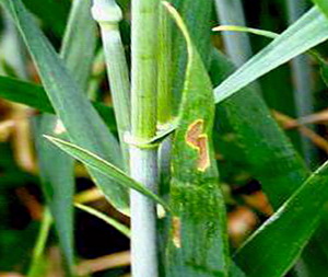 Septoriozele cerealelor paioase