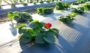 Combaterea bolilor foliare la capsuni