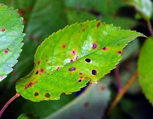 Combaterea antracnozei, ciuruirii, moniliozei la cais, visin, cires si prun