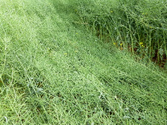 gargarita tulpinilor de rapita - atac