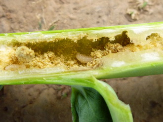 gargarita tulpinilor de rapita - larva