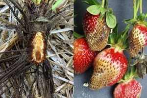 mana coletului si fructelor