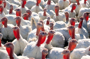 Alimentatia curcilor