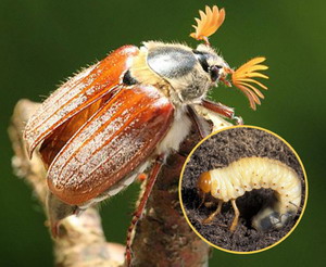 Carabusul de mai | Identificare, Prevenire si Combatere