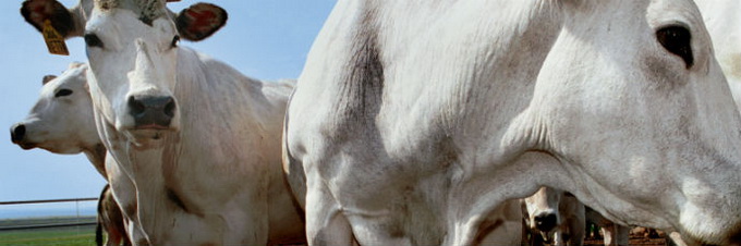 Carnea de vita din rasa piemonteza - Vitelloni Piemontesi della coscia - IGP