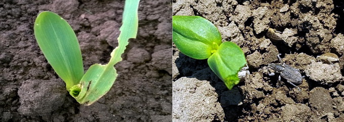 Combatere ratisoara porumbului 2