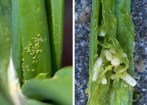 Tratamentul pentru combaterea tripsului si musca ceapei si usturoiului