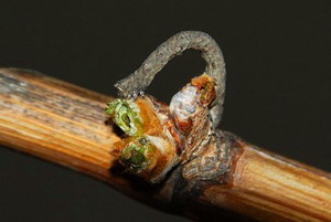 Cotarul Cenusiu - larva