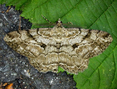 Cotarul Cenusiu | Combaterea daunatorului in plantatiile viticole