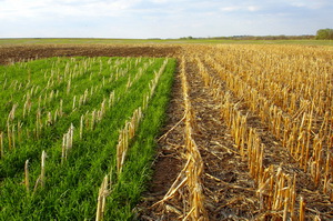 Culturi de acoperire pe 250 mii hectare