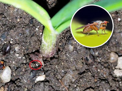 Daunatori la ceapa si usturoi - Musca usturoiului