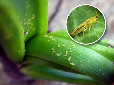 Daunatori la ceapa si usturoi - tripsul