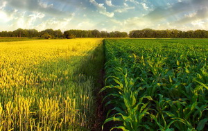 Erbicidarea culturilor de cereale paioase si porumb boabe