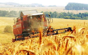 Primele proiectii globale indica recoltele solide de cereale pentru 2017 – FAO