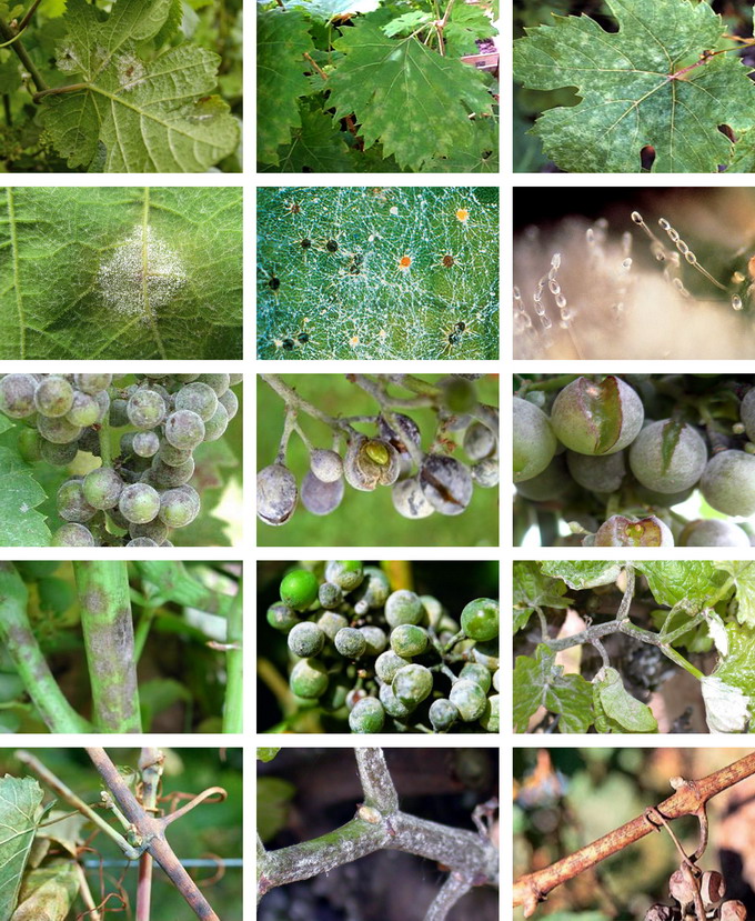 Fainarea la vita de vie - Imagini si Identificare