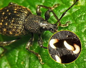 Gargarita coletului | Identificare, Prevenire si Combatere