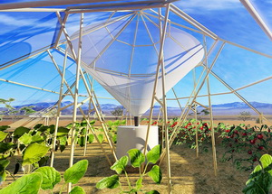 Legume cultivate in desert cu apa de roua