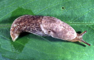 Limaxul Cenusiu | Identificare si Metode de Combatere bio / chimice