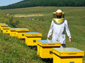 MADR propune aprobarea Programului National Apicol 2017-2019