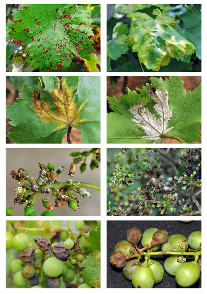 Mana vitei de vie - foto - Plasmopara viticola