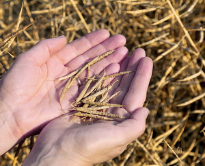 Rapita, vedeta si in anul 2017?