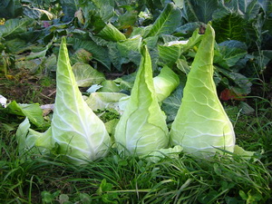 Varza tuguiata Filderkraut