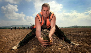 Sparanghelul verde din Valea Evesham - recoltare