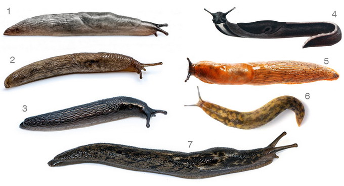 Tratament combatere limacsi - tipuri de melci fara cochilie