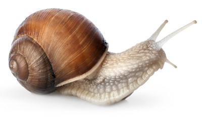 Tratament combatere melci