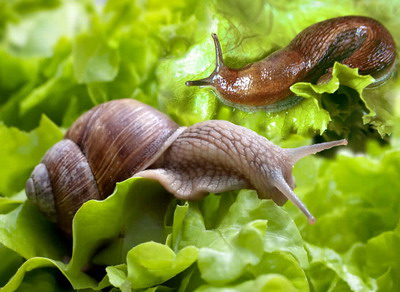 Combaterea melcilor din gradina si culturile agricole