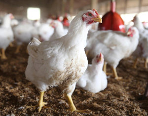 Ventilatia si climatizarea la gainile ouatoare