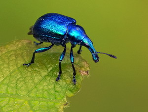 Gargarita albastra a capsunului