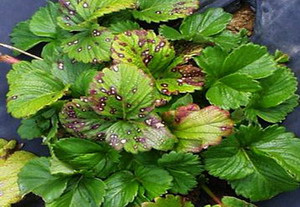 Patarile la capsun | Identificare si Tratamente de combatere