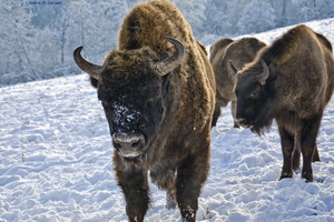 Biodiversitate, ecoturism si educatie ecologica in Tinutul Zimbrului