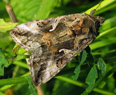 Buha gamma | Identificare si combatere
