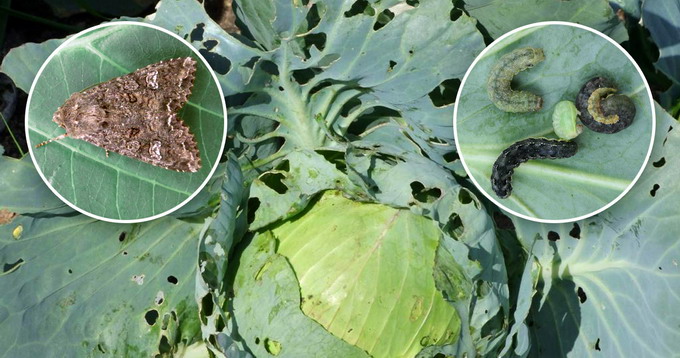 Buha verzei - Identificare