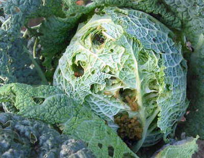 Buha verzei | Identificare si Tratamente de Combatere