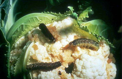 Buha verzei - atac pe conopida