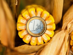 Cat valoreaza porumbul din recolta trecuta? – Analiza bursa cerealelor AgroGo