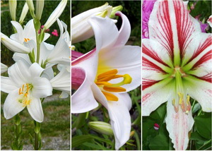 Floarea de crin, regina miresmelor