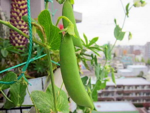 Legume agatatoare cultivate pe balcon