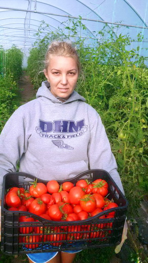 Proiect rural Dumitrita - Rosii cultivate in solar