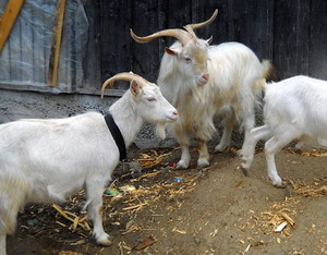 Rasa de capre Alba de Banat